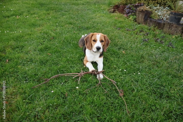 Obraz Playful beagle puppy lying on green grass with a stick in mouth, happy dog enjoying outdoor fun in autumn garden
