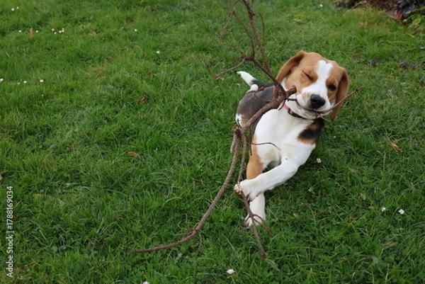Obraz Playful beagle puppy lying on green grass with a stick in mouth, happy dog enjoying outdoor fun in autumn garden