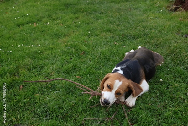 Obraz Playful beagle puppy lying on green grass with a stick in mouth, happy dog enjoying outdoor fun in autumn garden