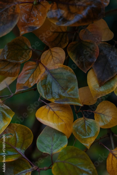 Obraz fresh spring garden