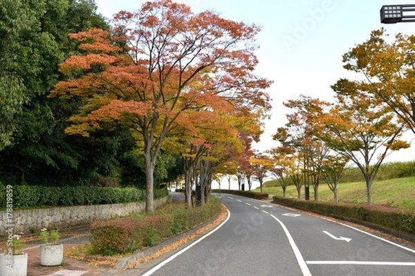 Fototapeta 紅葉・黄葉・褐葉