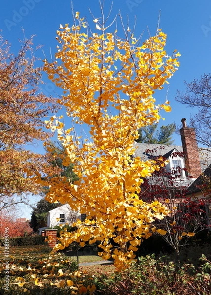 Fototapeta Yellow Leaves on Ginkgo Tree in Autumn