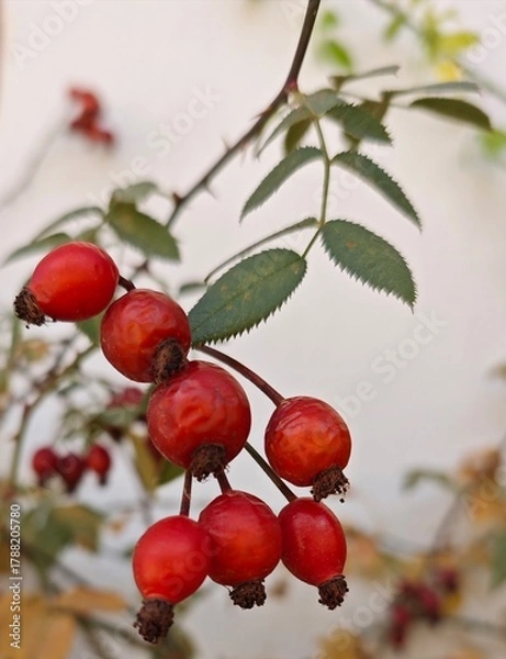 Obraz Rosehip on a branch