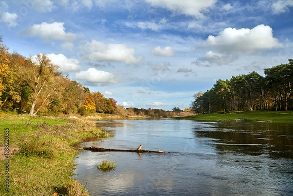 Fototapeta Meadows and forest on the banks of the Warta River during autumn