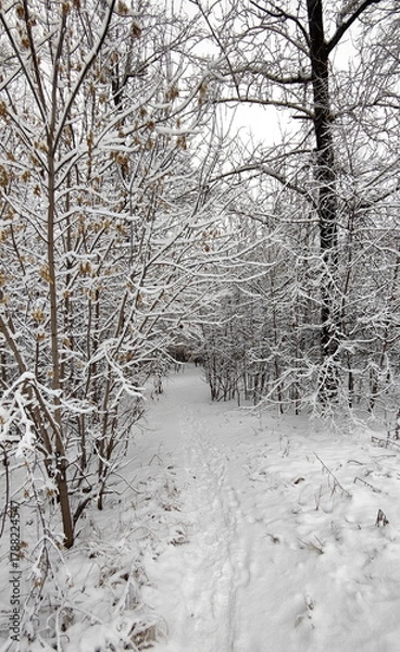 Obraz Pathway through snowy forest