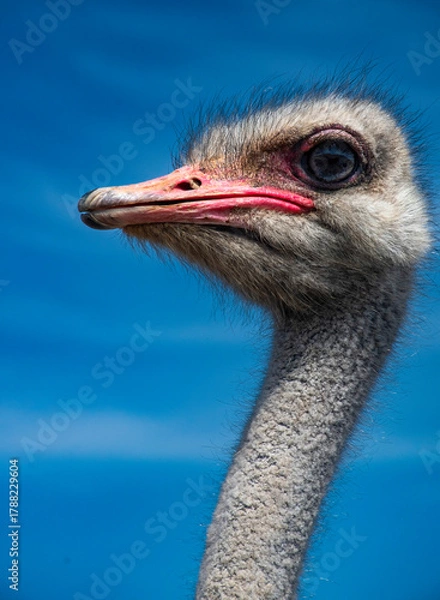 Obraz Looking at me, looking at you.