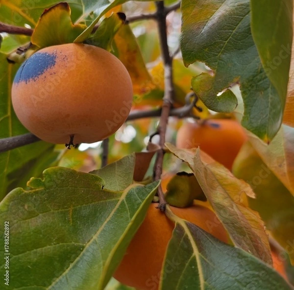 Obraz persimmon fruit 