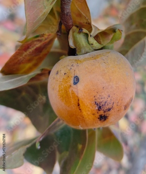 Obraz persimmon on a tree
