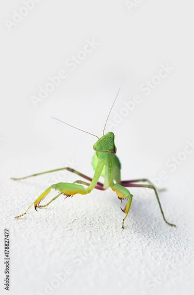 Fototapeta Grüne Gottesanbeterin