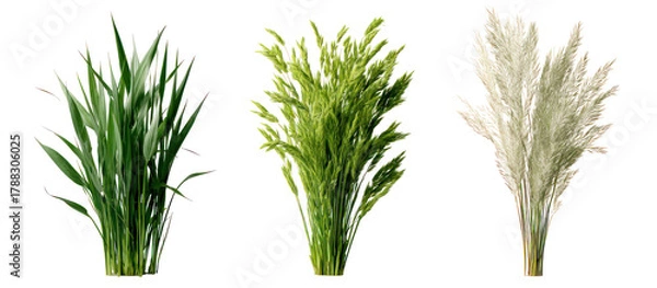 Obraz Three sets of oat grass velvet grass and foxtail grass side by side on transparent background