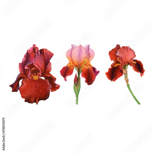 Obraz Vibrant Red and Orange Iris Flowers Botanical Illustration