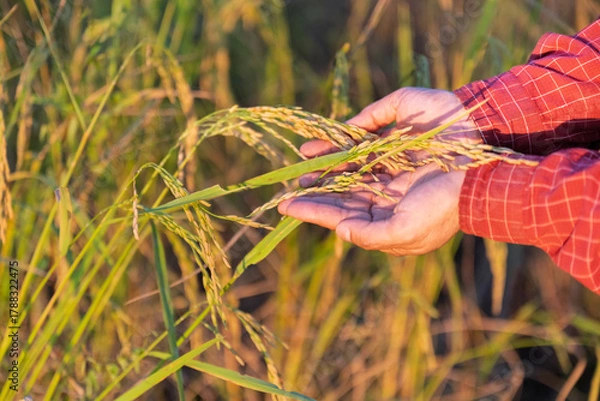 Obraz Close up paddy rice on farmer hand with rice field background.Hand holding ear of rice, Hand tenderly touching rice in the paddy field.