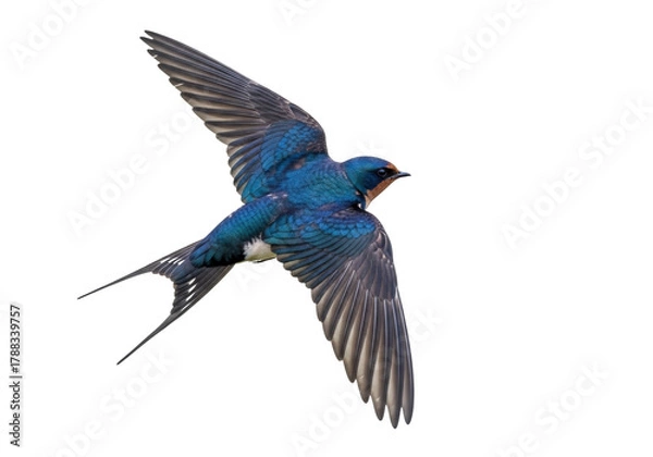 Obraz Barn swallow flying PNG isolated on transparent background, Hirundo rustica bird with blue plumage and long forked tail, wildlife