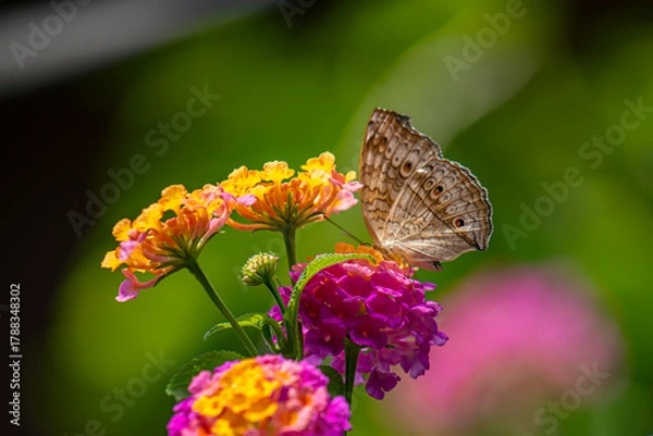 Obraz A brown butterfly with eye spots rests on vibrant clusters of orange, yellow, and magenta Lantana flowers in bright sunlight.