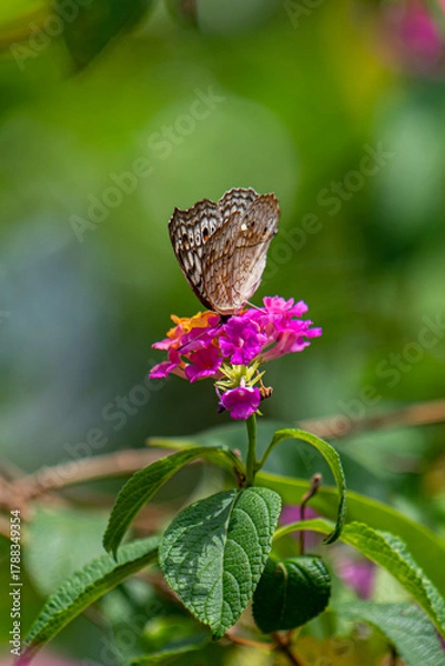 Obraz A brown butterfly with eye spots rests on vibrant clusters of orange, yellow, and magenta Lantana flowers in bright sunlight.