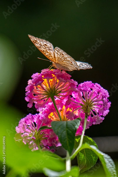 Obraz A brown butterfly with eye spots rests on vibrant clusters of orange, yellow, and magenta Lantana flowers in bright sunlight.