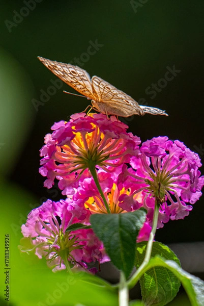Obraz A brown butterfly with eye spots rests on vibrant clusters of orange, yellow, and magenta Lantana flowers in bright sunlight.