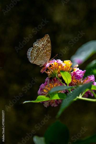 Obraz A brown butterfly with eye spots rests on vibrant clusters of orange, yellow, and magenta Lantana flowers in bright sunlight.