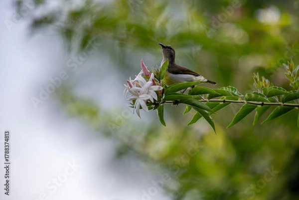 Obraz A small brown and white bird perches on a green branch with white and pink flowers in soft natural light.