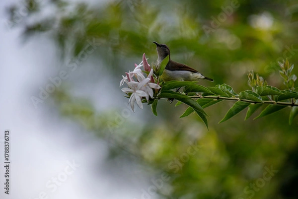 Obraz A small brown and white bird perches on a green branch with white and pink flowers in soft natural light.