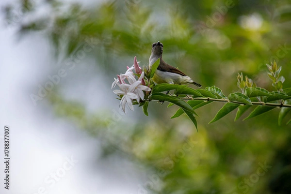 Obraz A small brown and white bird perches on a green branch with white and pink flowers in soft natural light.