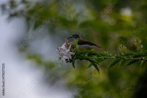 Obraz A small brown and white bird perches on a green branch with white and pink flowers in soft natural light.