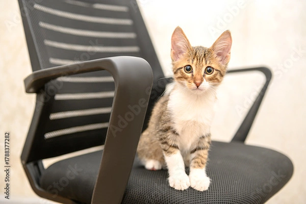 Fototapeta A small beautiful kitten is sitting on a black chair indoors.