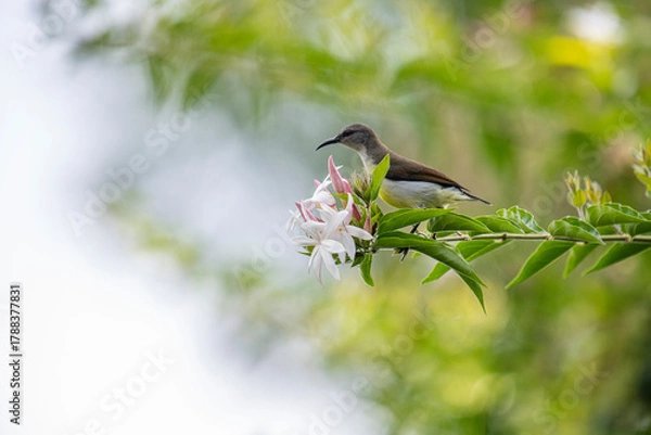 Obraz A small brown and white bird perches on a green branch with white and pink flowers in soft natural light.