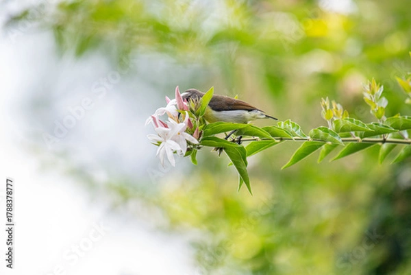 Obraz A small brown and white bird perches on a green branch with white and pink flowers in soft natural light.