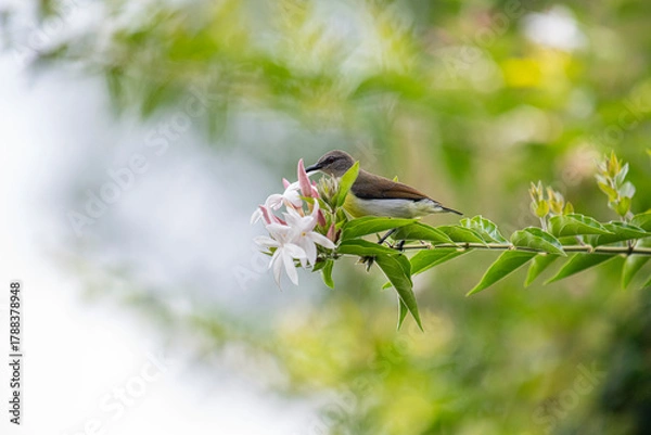 Obraz A small brown and white bird perches on a green branch with white and pink flowers in soft natural light.