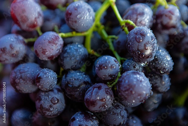 Fototapeta Close-up view of plump purple grapes glistening with water droplets, highlighting the fresh and delicious fruit