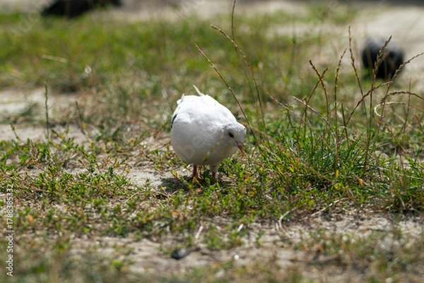 Obraz A white dove walks and searches for food