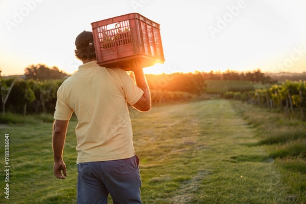 Fototapeta Unrecognizable grape farmer carrying box of freshly harvested grapes through vineyard at sunset, walking towards a bright sun