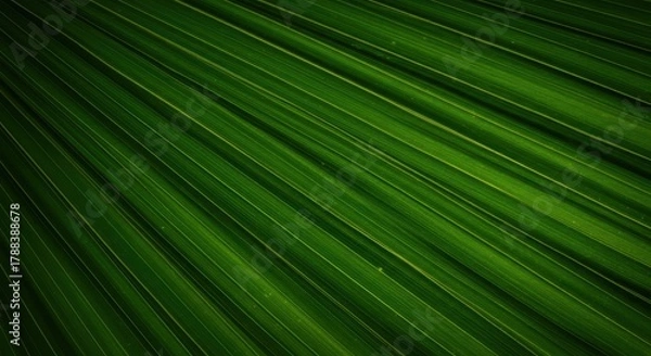 Fototapeta Detailed close-up of vibrant green tropical palm leaf surface creating a dynamic, organic, and highly textured background pattern ,fibrous, macro, detail