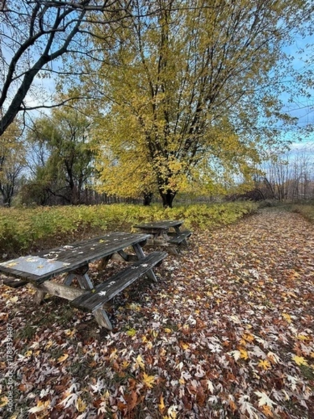 Obraz Autumn forest in Quebec, Canada