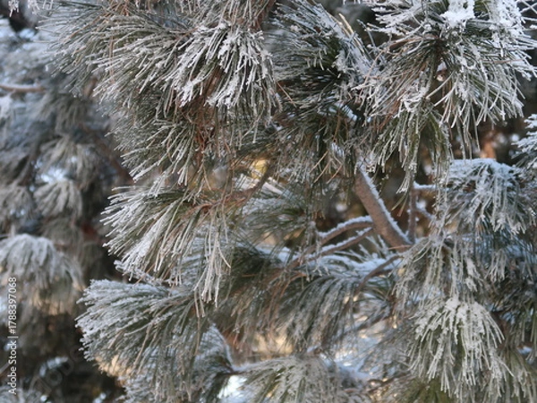 Fototapeta pine branches covered with snow