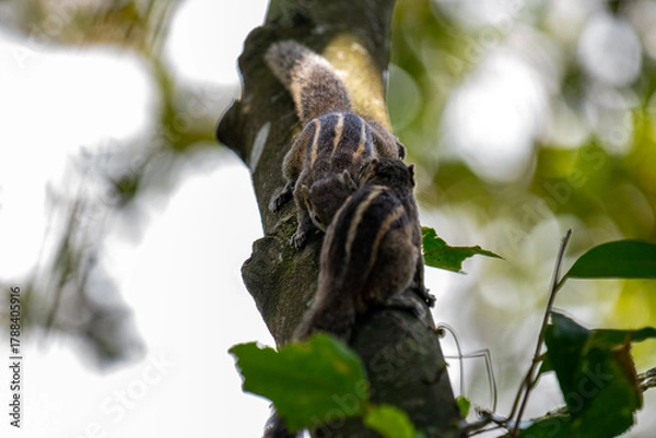 Obraz Two brown striped squirrels climbing on a textured tree branch amidst green leaves and bright sunlight.