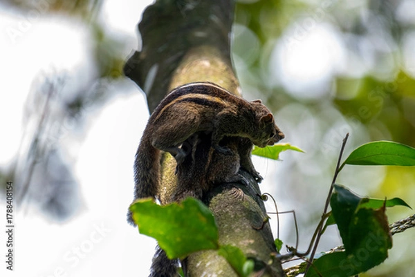 Obraz Two brown striped squirrels climbing on a textured tree branch amidst green leaves and bright sunlight.