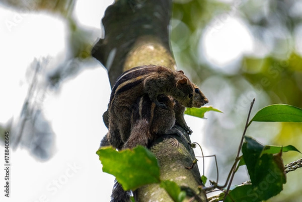 Obraz Two brown striped squirrels climbing on a textured tree branch amidst green leaves and bright sunlight.