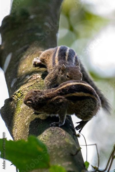Obraz Two brown striped squirrels climbing on a textured tree branch amidst green leaves and bright sunlight.