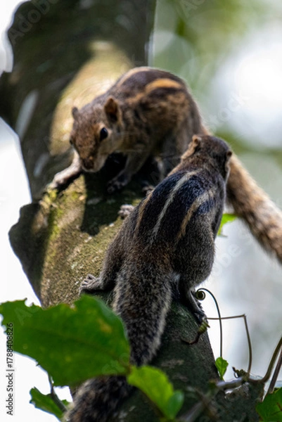 Obraz Two brown striped squirrels climbing on a textured tree branch amidst green leaves and bright sunlight.
