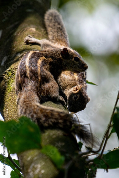 Obraz Two brown striped squirrels climbing on a textured tree branch amidst green leaves and bright sunlight.