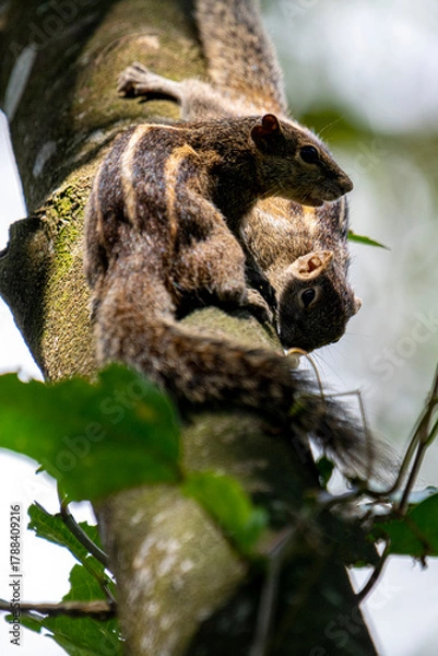 Obraz Two brown striped squirrels climbing on a textured tree branch amidst green leaves and bright sunlight.