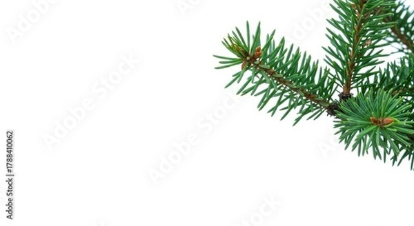 Fototapeta Crisp, isolated pine branch section featuring vibrant green needles against a bright white backdrop, symbolizing winter and nature, crisp, stem, backdrop