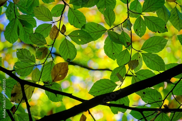 Obraz Close layered autumn branches with dense green leaves throughout