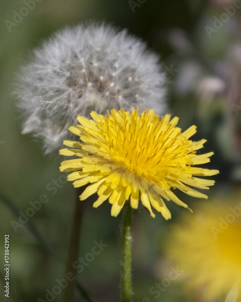 Fototapeta Dandelion