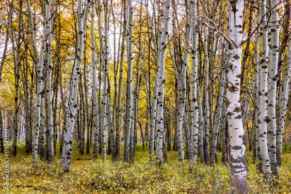 Obraz autumn birch trees in a forest