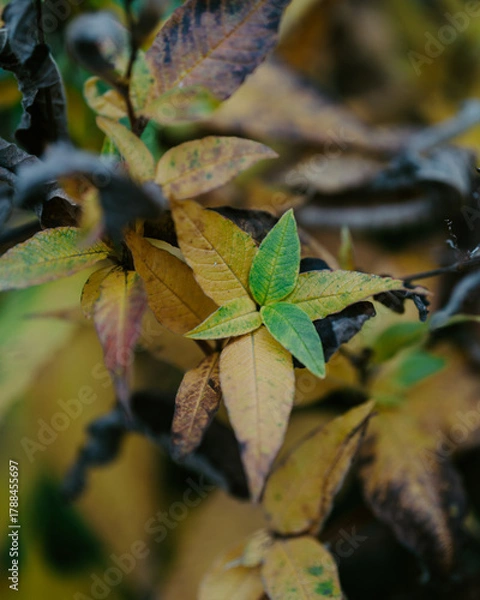 Obraz leaves in autumn