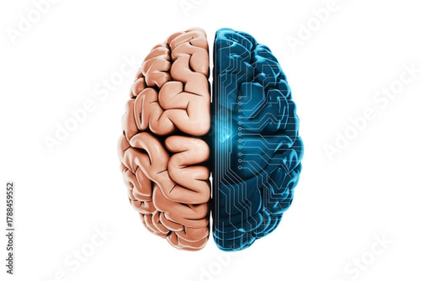 Fototapeta Dynamic fusion of organic human brain and futuristic digital circuitry symbolizing intelligence and innovation