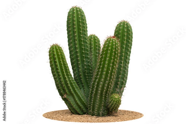 Fototapeta Vibrant green cactus cluster thrives, showcasing prickly texture and desert resilience, perfect for natural decor and arid landscape themes.